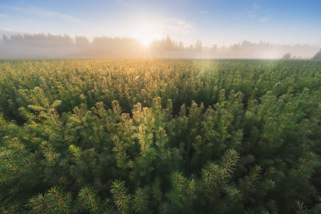 DRONESEED'S PROGRAM RESTORES FORESTS LOST TO WILDFIRES.