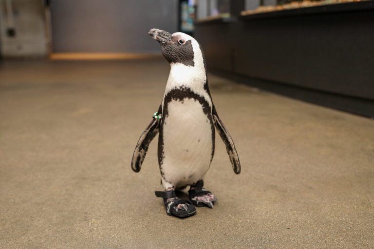 NEW ENGLAND AQUARIUM