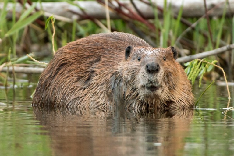 Looking up after eating a branch of a willow tree, a large beaver, after sunset, soaks near the shoreline of the Bear Creek which feeds into the South Platte River just outside Denver, Colorado.