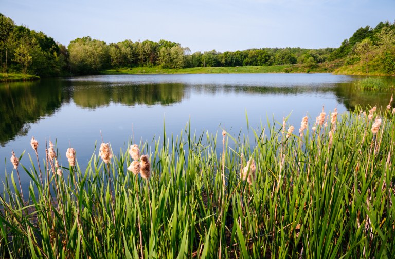 a field of yellow flowers by a placid lake in Cuyahoga Valley National Park