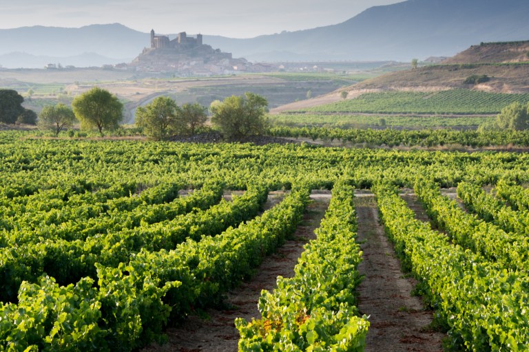 Vineyard, San Vicente de la Sonsierra as background, La Rioja