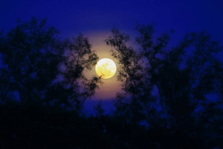 Full moon beautiful over dark sky at have tree shadow in night