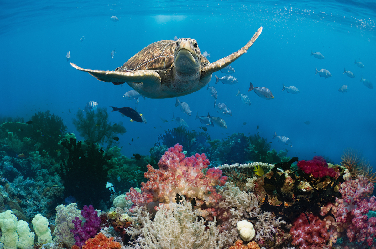 Green turtle (Chelonia mydas) swimming over coral reef with soft corals (Dendronephthya sp).