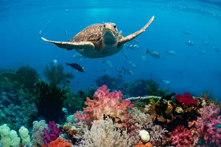 Green turtle (Chelonia mydas) swimming over coral reef with soft corals (Dendronephthya sp).