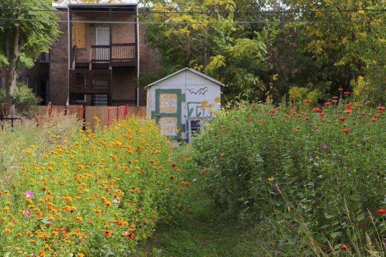 an image of orange flowers in a field in front of a small wooden barn painted with brightly colored images