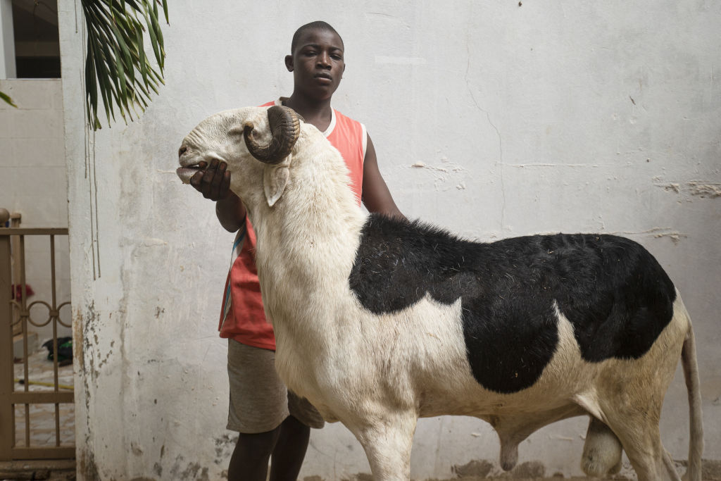Ahead of Eid al-Adha in Senegal, a man poses with a Ladoum sheep