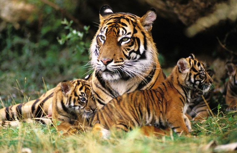 SUMATRAN TIGER panthera tigris sumatrae, FEMALE WITH CUB LAYING DOWN ON GRASS