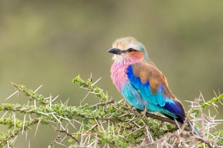 Lilac-breasted roller (Coracias caudatus) perched on an Acacia tree. Ndutu region of Ngorongoro Conservation Area, Tanzania, Africa