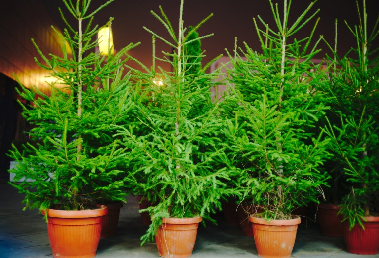 bright green living christmas trees in terracotta pots