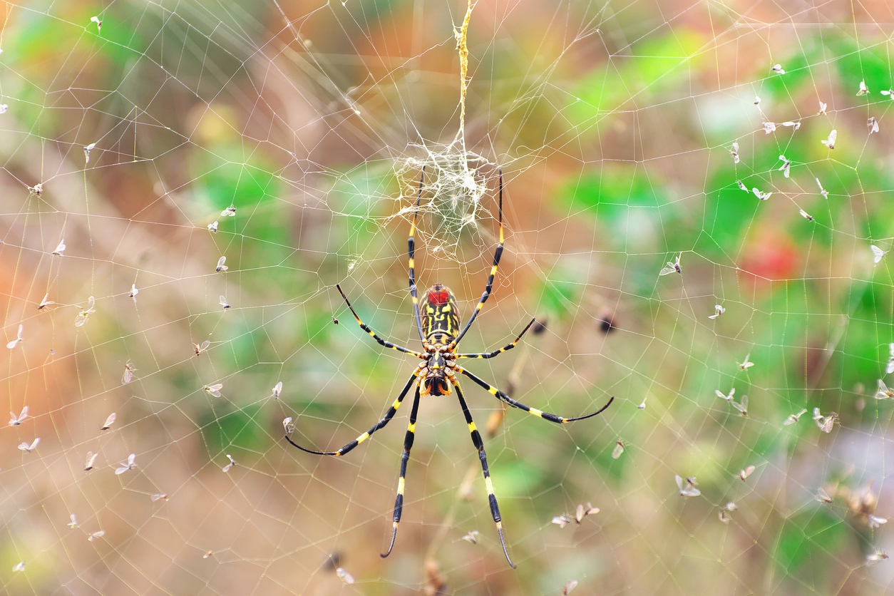 This spider web is strong enough for a bird to sit on, a scientific first