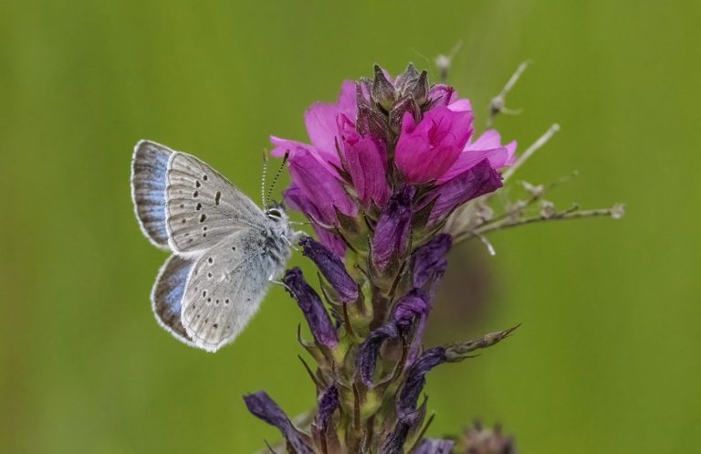 A male Fender's Blue Butterfly with green background. Wings are closed.