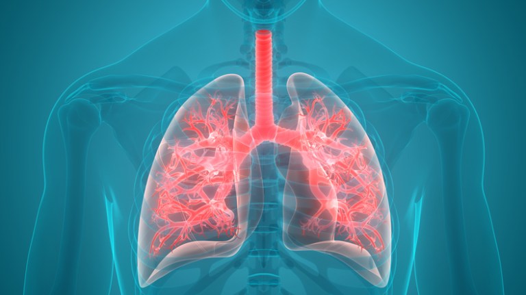 3D Illustration of Human Respiratory System Lungs Anatomy