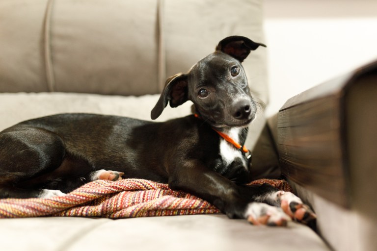 Puppy tilts head and crosses paws lying on sofa