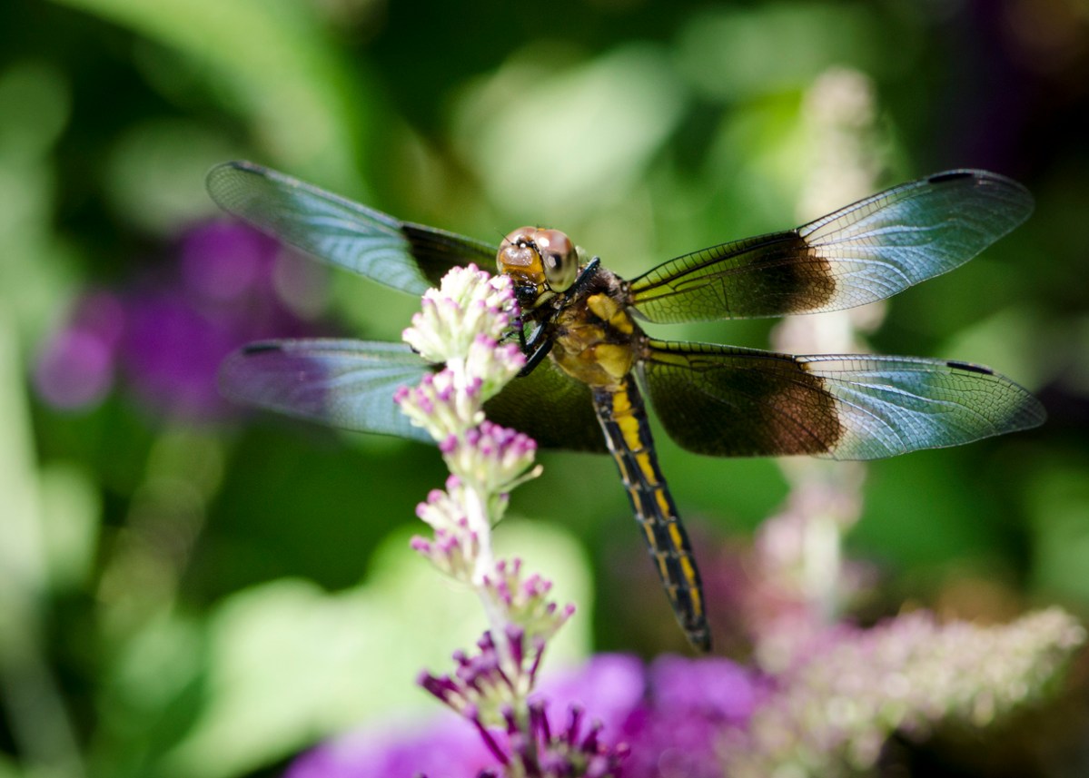 A macro image of a band winged dragonfly.