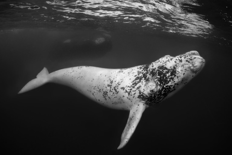 "El Blanco - The White One" (Don Silock, Argentina)