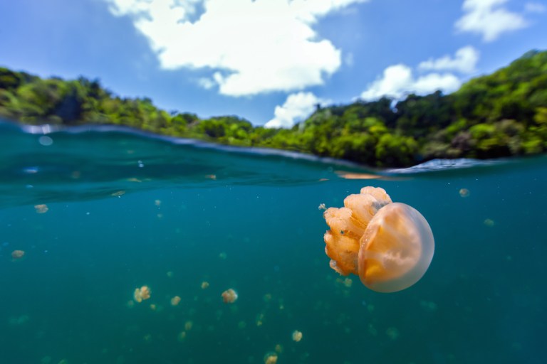 Split photo of endemic golden jellyfish in lake at the Republic of Palau. Snorkeling in Jellyfish Lake is a popular activity for tourists to Palau.