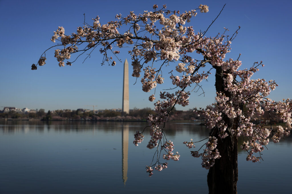 Washington, DC's Famous Cherry Blossom Trees Threatened By Climate Change And Rising Tides