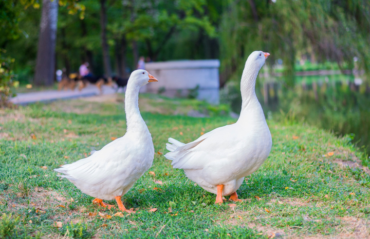 mihakonceptcorn/ iStock