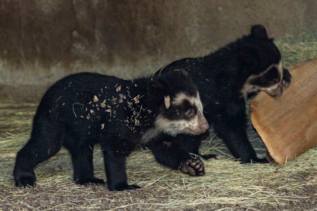 San Diego Zoo welcomes baby De Brazza's monkey for first time in 26 years