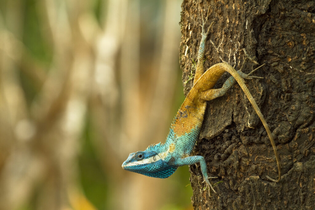 CLEAN_Calotes-goetzi_-©-Henrik-Bringsoe-1-1024x683 (1)