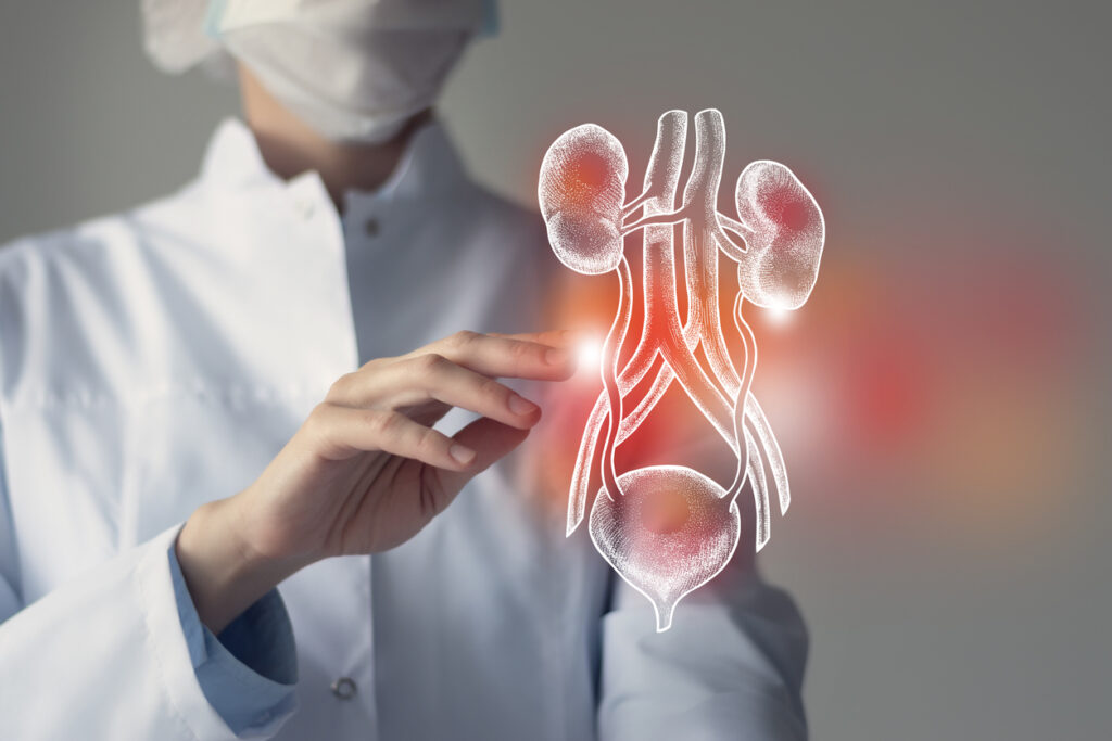 FEMALE DOCTOR TOUCHES VIRTUAL BLADDER AND KIDNEYS IN HAND. BLURRED PHOTO, HANDRAWN HUMAN ORGAN, HIGHLIGHTED RED AS SYMBOL OF DISEASE. HEALTHCARE HOSPITAL SERVICE CONCEPT STOCK PHOTO