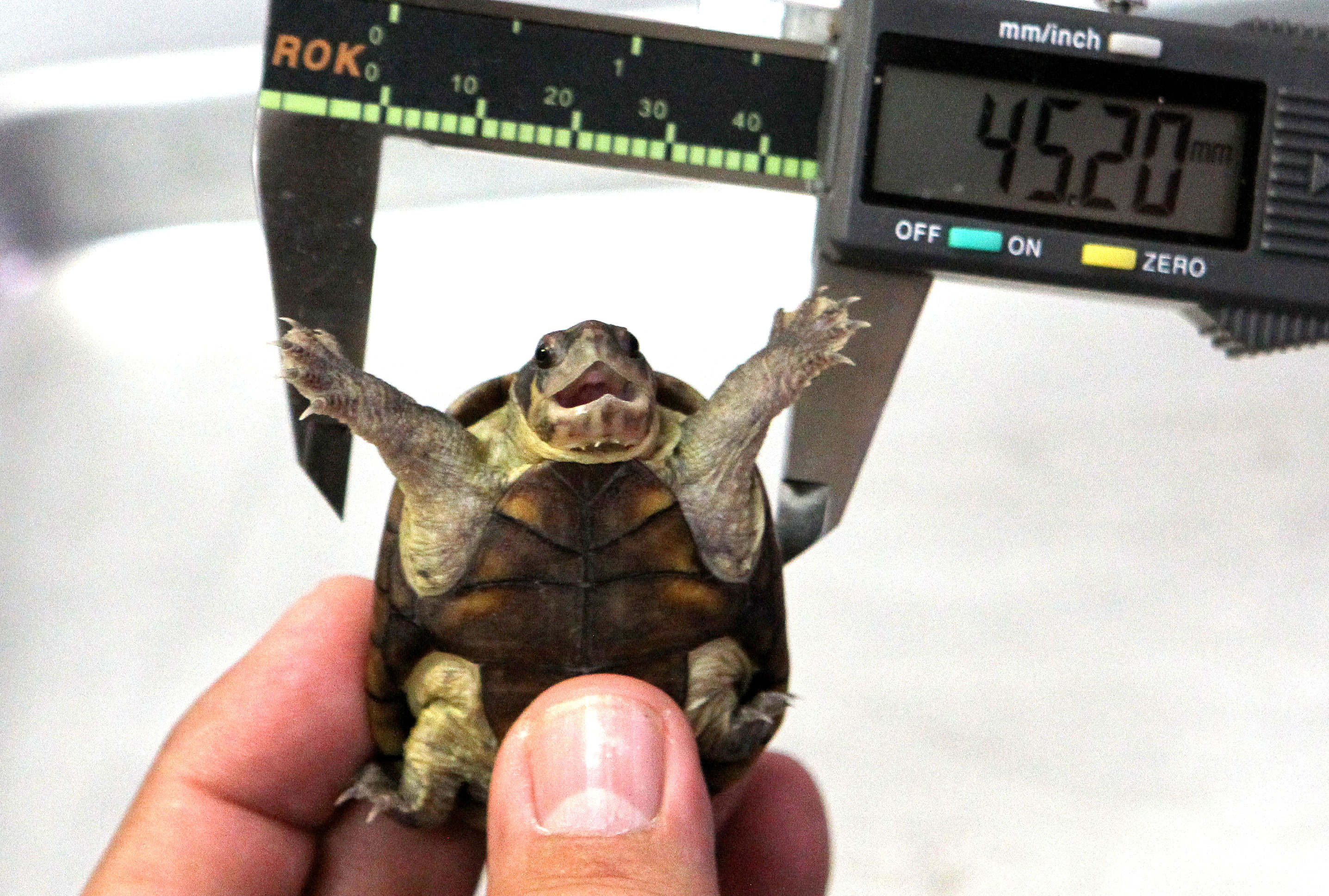 Smallest Turtles and Tortoises in the World 