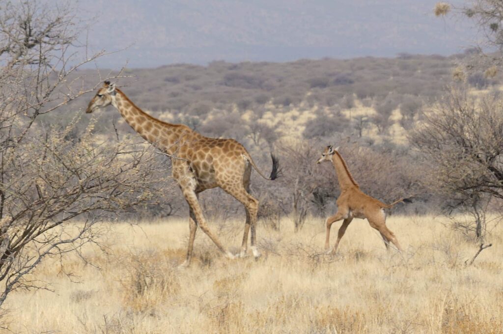 Spotless-Giraffe-and-mother-in-Namibia-c-Eckart-Demasius-GCF-scaled-1-1024x680