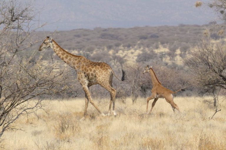 Spotless-Giraffe-and-mother-in-Namibia-c-Eckart-Demasius-GCF-scaled-1-1024x680