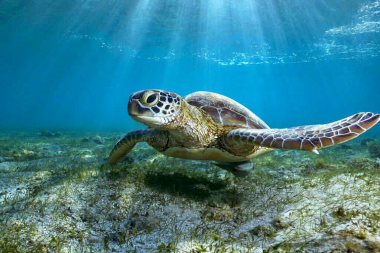 Green turtle and remora on sea grass