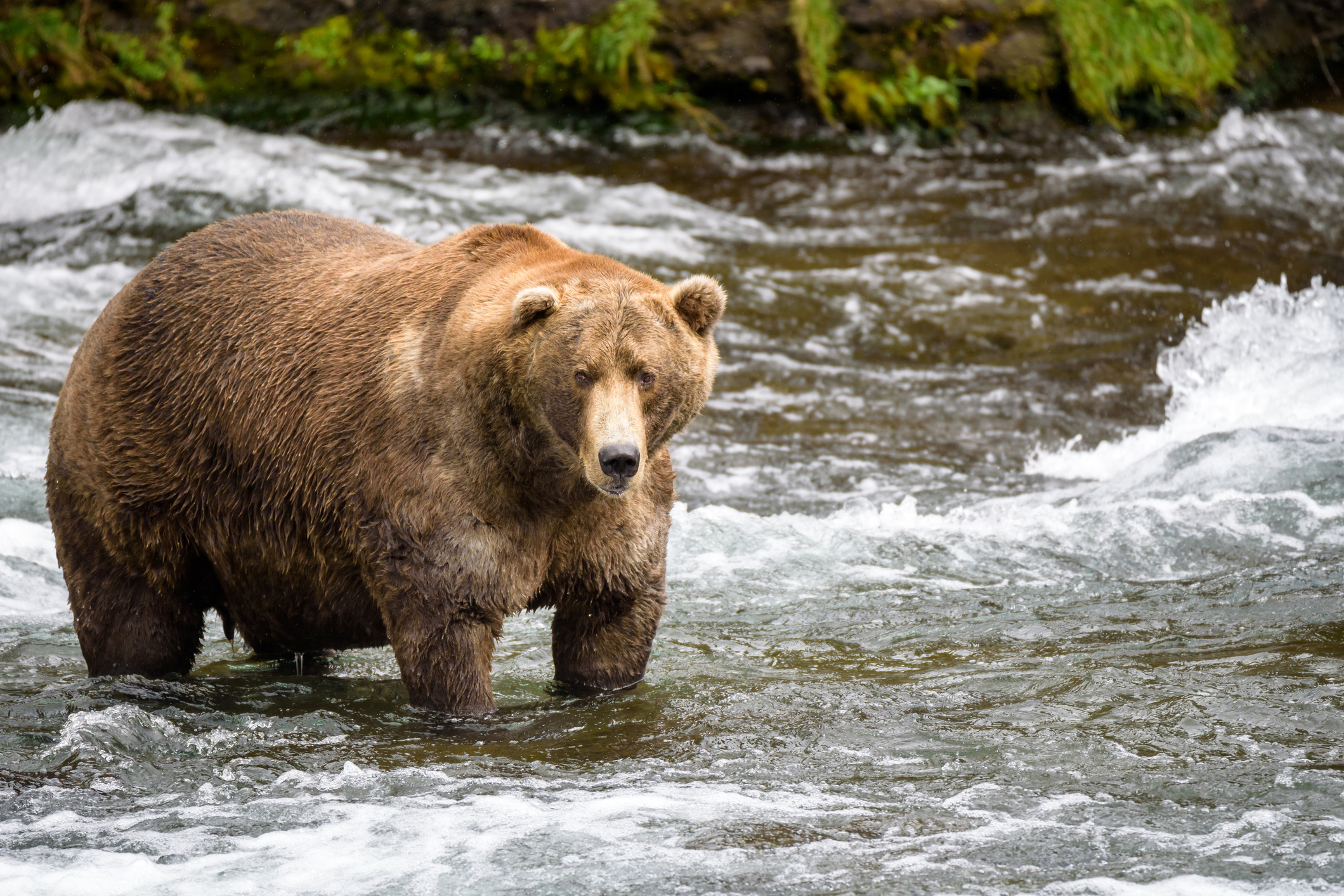 Chonky and they know it: Voting starts in Fat Bear Week – WABE