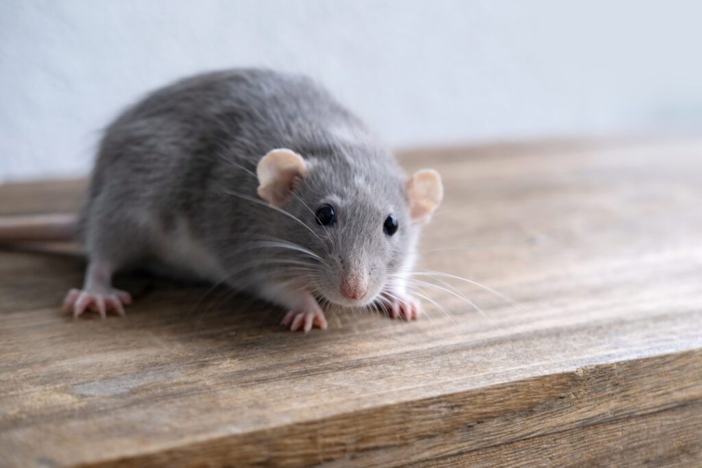 What Rats Can Teach Us About the Importance of Play