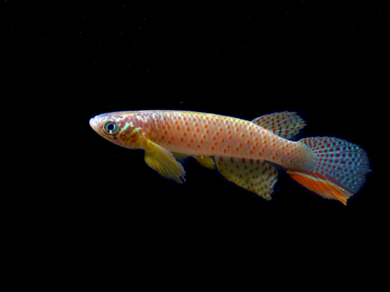 Juan Deriba killifish (Santa Rosa del Sara, Bolivia) © Heinz Arno Drawert