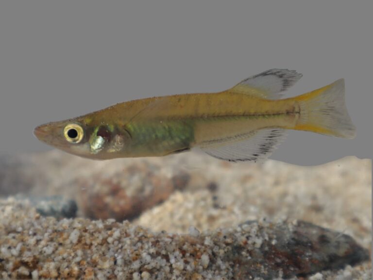 Kalimpa'a ricefish (Lake Kalimpa’a, Sulawesi) © Zulfadli