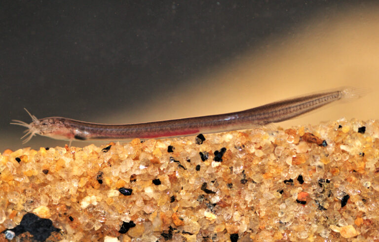 Pathala eel loach (Chengannur, Kerala) © Rajeev Raghavan