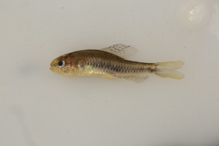 Apuí root darter (Apuí municipality, Amazonas, Brazil) © Murilo Pastana