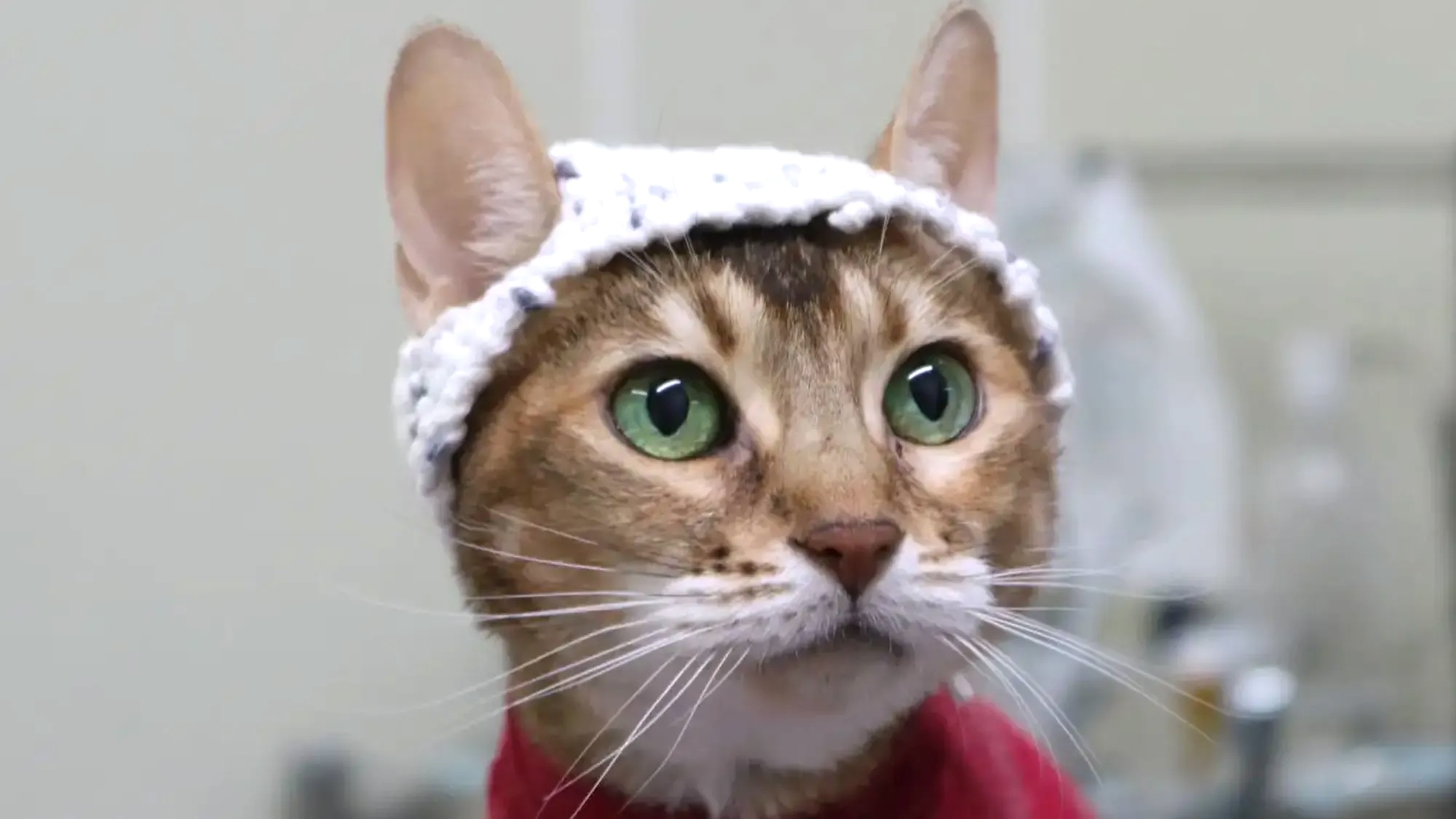 Cats Wear Adorable Crocheted Hats for Science