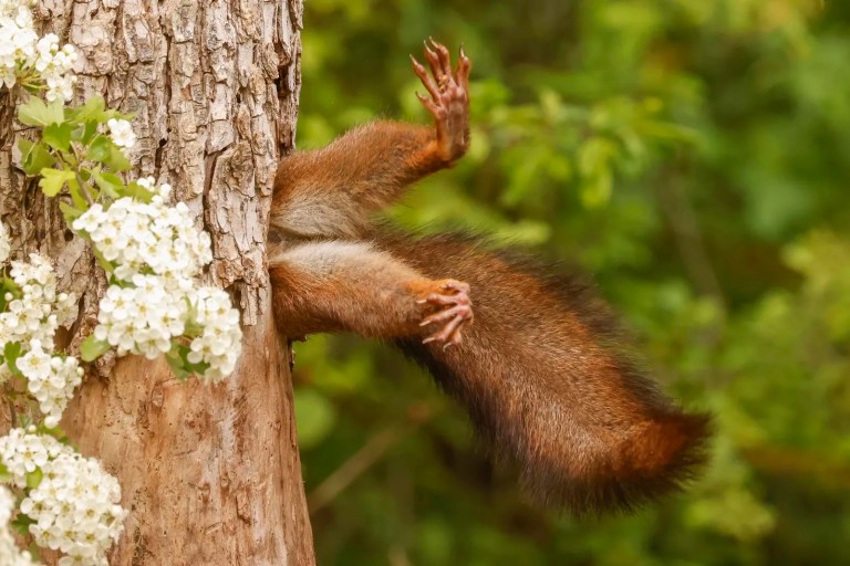 Milko Marchetti/2024 Nikon Comedy Wildlife Awards