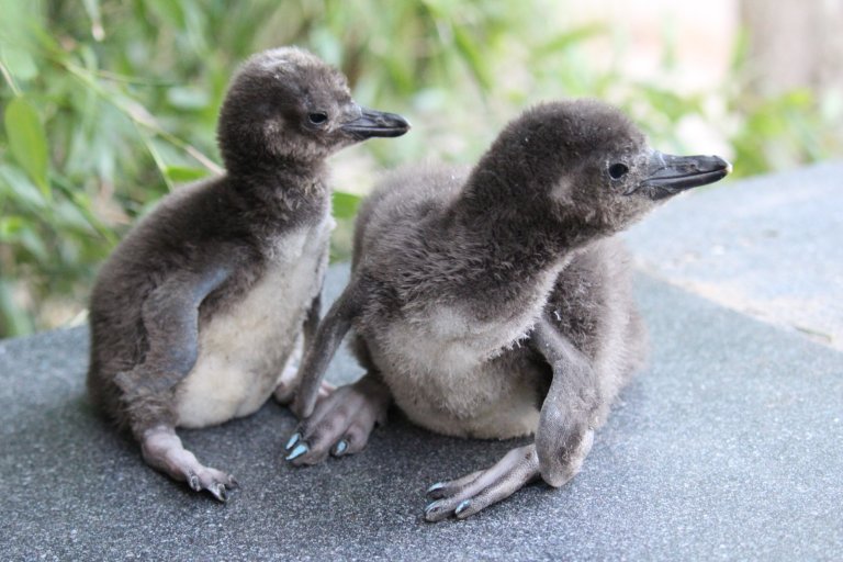 Blackpool Zoo / SWNS