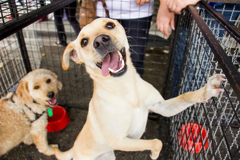 Arlington Animal Services