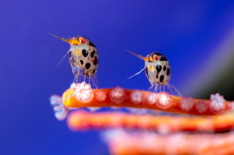 Yury Ivanov / Ocean Photographer of the Year