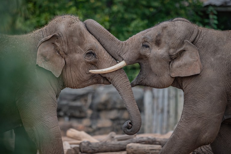 Chester Zoo