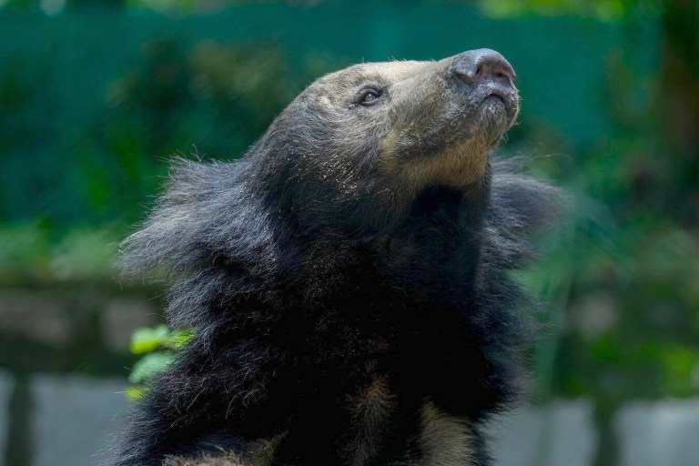 Wildlife SOS