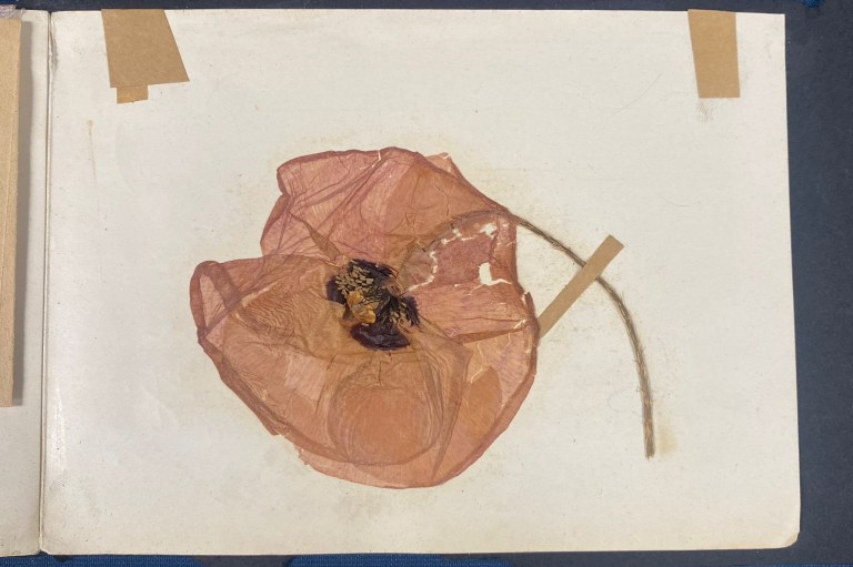 HANSONS AUCTIONEERS / SWNS