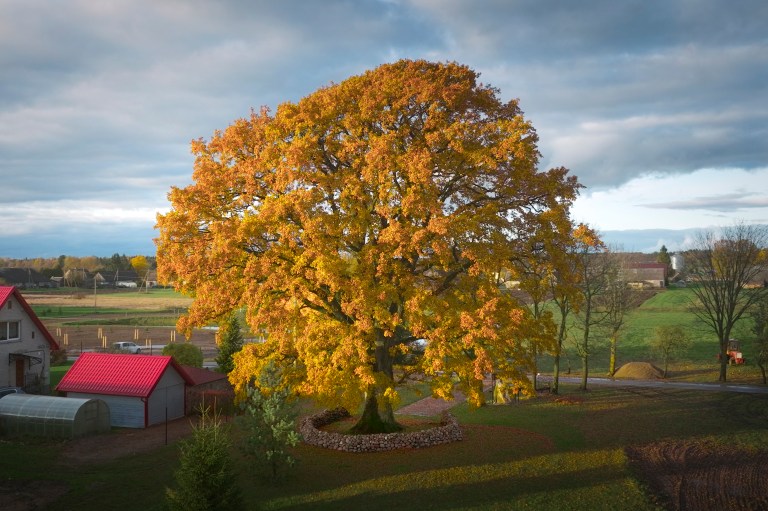 Vytautas Želnys / European Tree of the Year