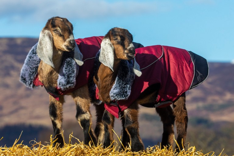 Katielee Arrowsmith / SWNS