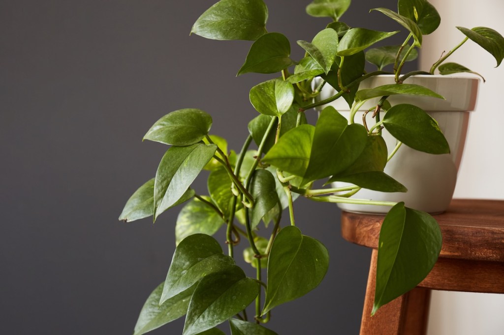 Golden Pothos for Low Light
