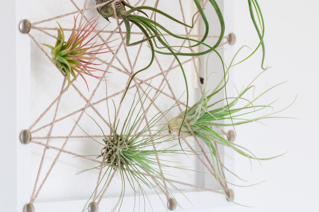 Air Plants for Low Light