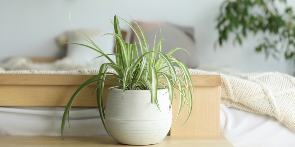 Spider plantfor low light