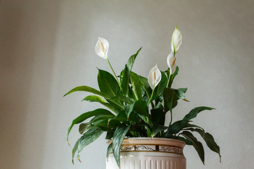 Peace Lily for Low Light
